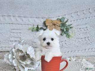Maltese dogs Valentine EXTRA SMALL - Ad 9