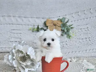 Maltese dogs Valentine EXTRA SMALL - Ad 40