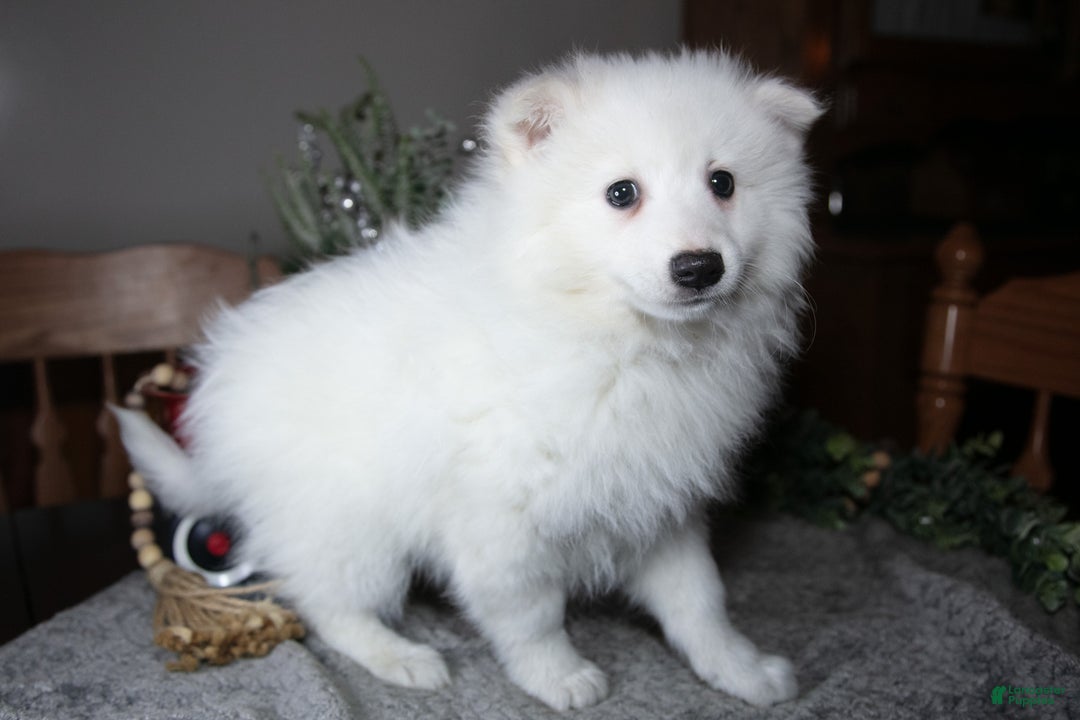 American Eskimo dogs for sale: Frost - Ad 3