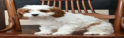 Cavapoo dogs for sale: Tina - Ad 6