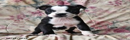 Boston Terrier dogs for sale: Hazel - Ad 10