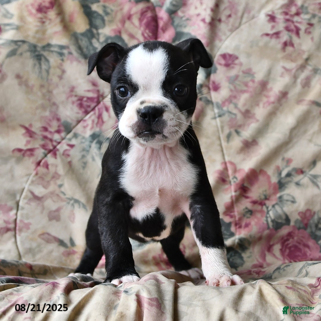 Boston Terrier dogs for sale: Hazel - Ad 10
