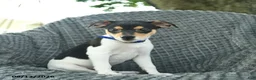 Smooth Fox Terrier dogs for sale: Dusty  - Ad 2