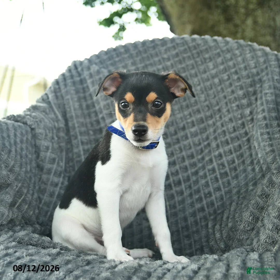 Smooth Fox Terrier dogs for sale: Dusty  - Ad 2