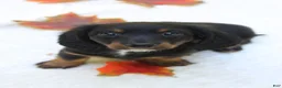 Miniature Dachshund dogs for sale: Sophie - Ad 8