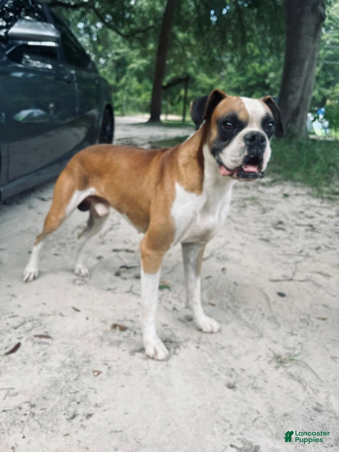 Boxer dogs for sale: Boxer 1 - Ad 4