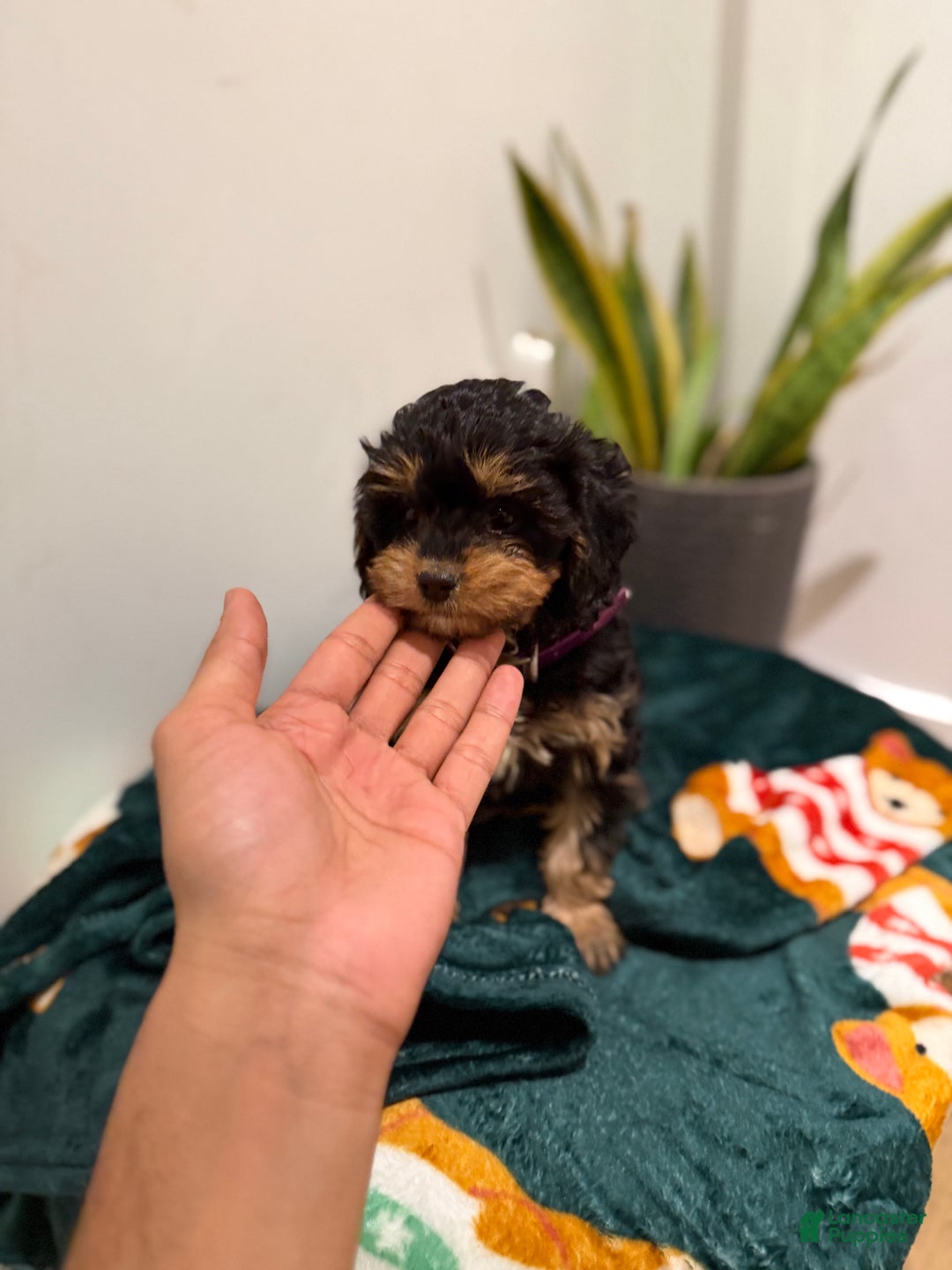 Cavapoo dogs for sale: Joy - Ad 3