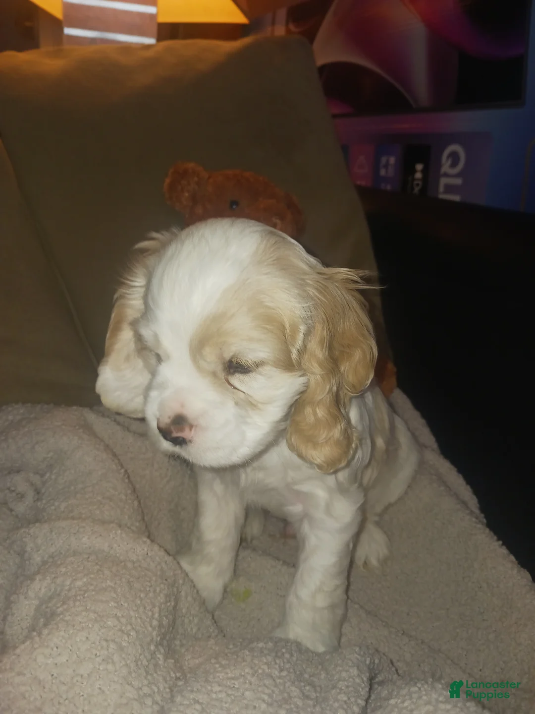 Cocker Spaniel dogs for sale: SPENCER - Ad 1