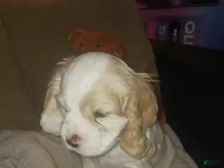 Cocker Spaniel dogs SPENCER - Ad 7