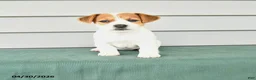 Jack Russell Terrier dogs for sale: Flo  - Ad 1