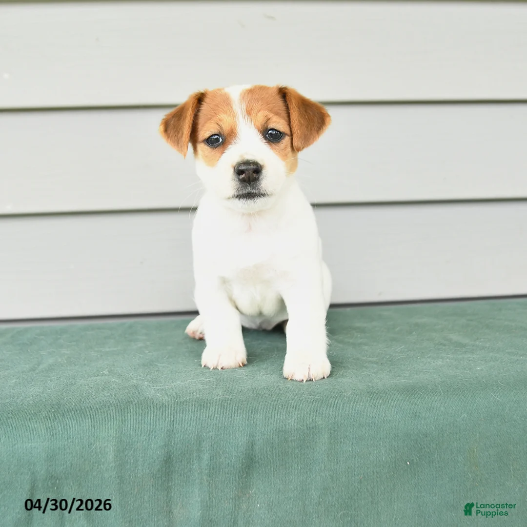 Jack Russell Terrier dogs for sale: Flo  - Ad 1