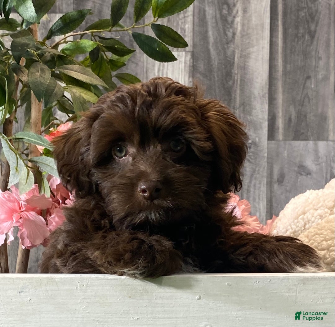 Havanese dogs for sale: Howie - Ad 6