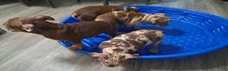 American Bully dogs for sale: American Bully Puppy 1 - Ad 18