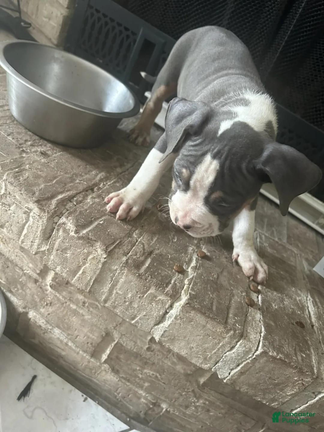 American Pit Bull Terrier dogs for sale: American Pit Bull Terrier Puppy 3 - Ad 1
