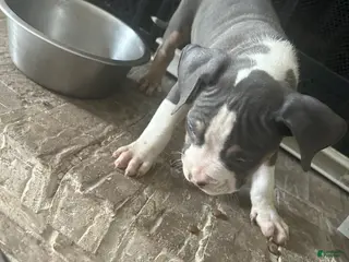 American Pit Bull Terrier dogs American Pit Bull Terrier Puppy 3 - Ad 2