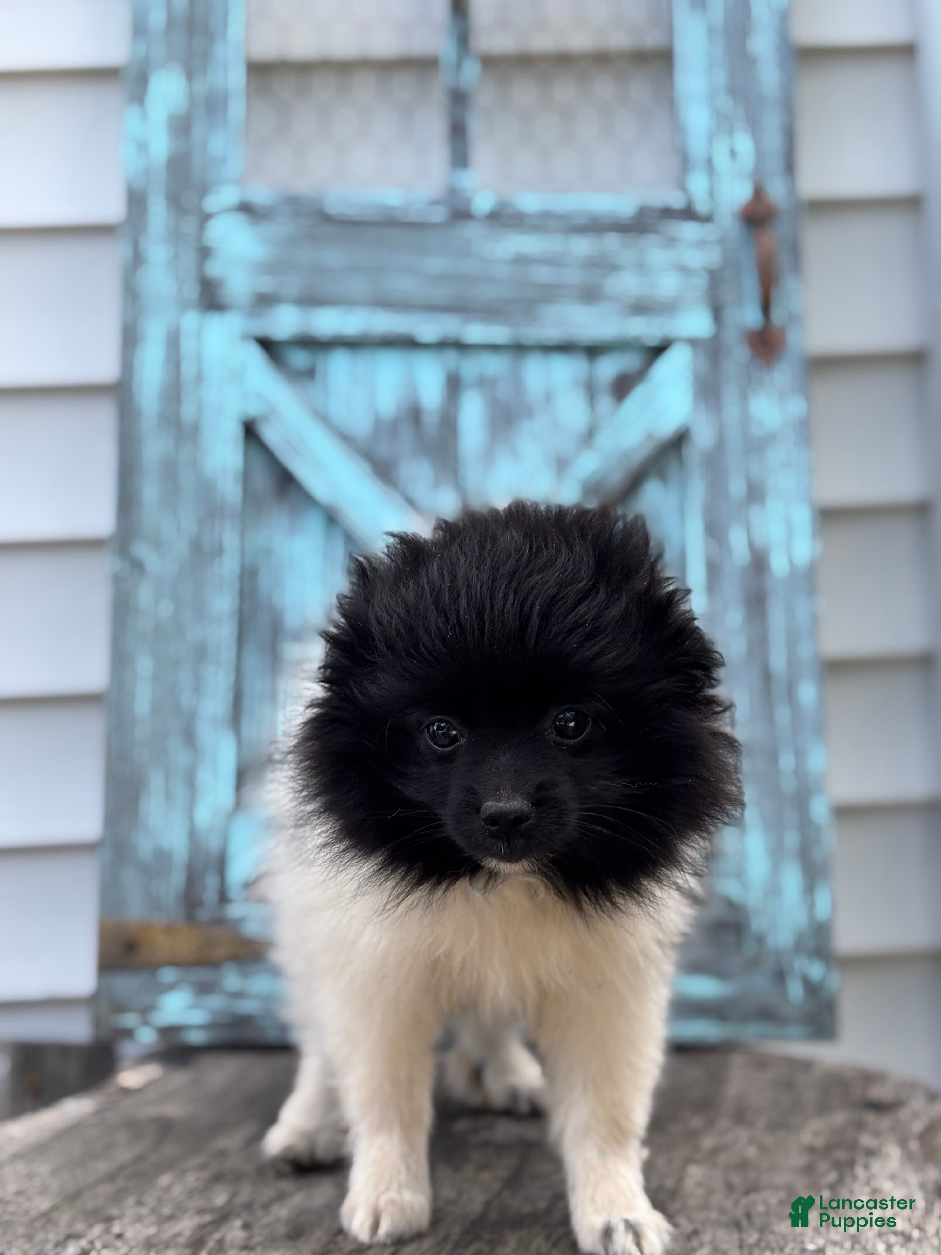 Pomeranian dogs Lola - Ad 2