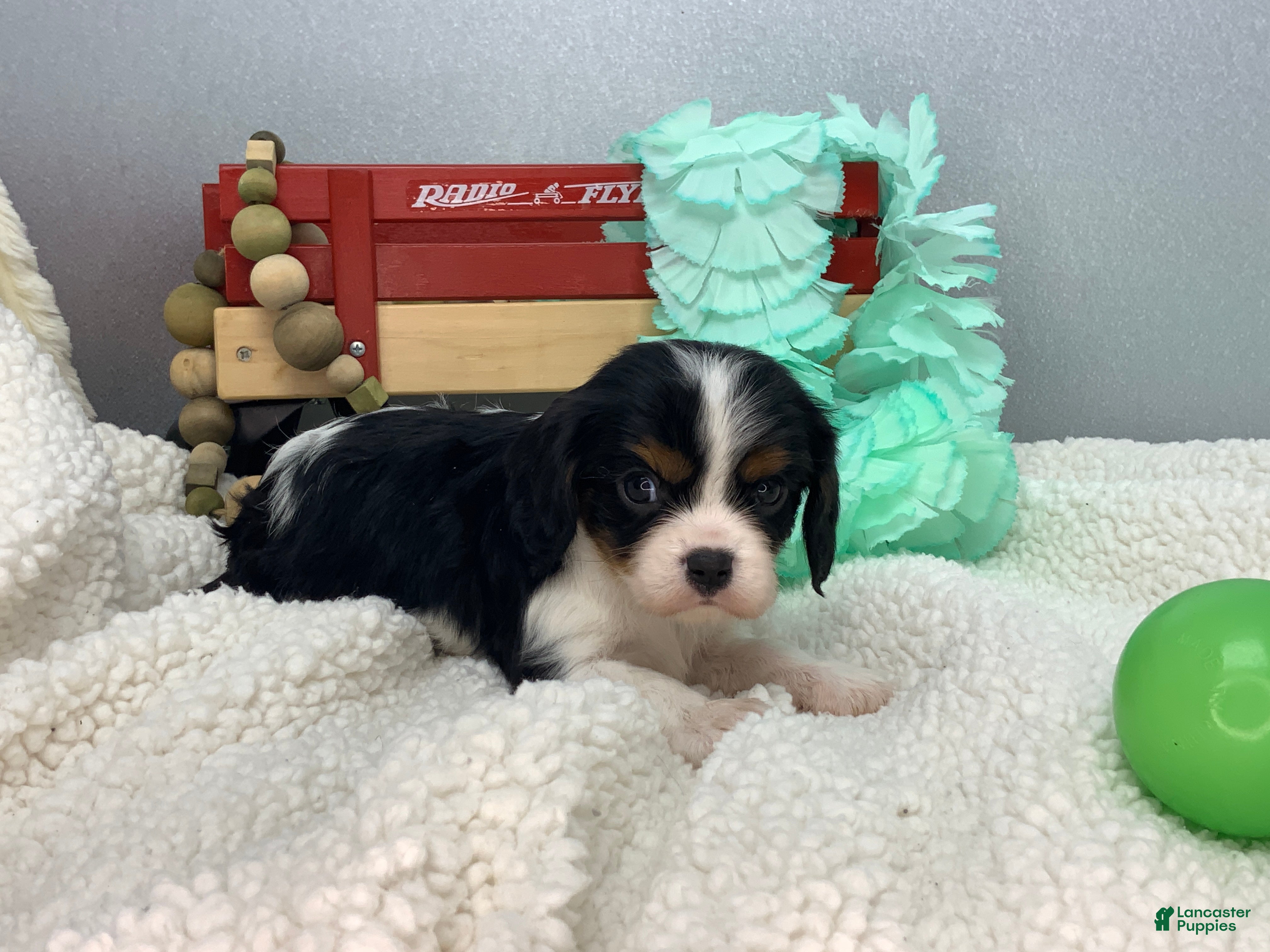 Cavalier King Charles Spaniel dogs Kyle - Ad 1