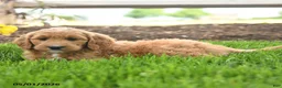 Goldendoodle dogs for sale: TJ - Ad 4