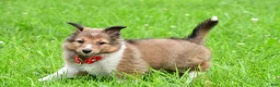 Shetland Sheepdog dogs for sale: Karma - Ad 2