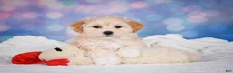 Maltipoo dogs for sale: Maggie - Ad 11