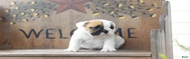 English Bulldog 4