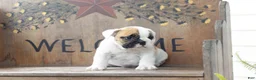 English Bulldog dogs for sale: English Bulldog 4 - Ad 1