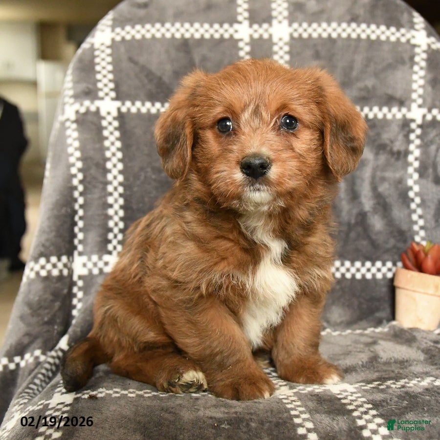 Mixed Breed dogs Duchess - Ad 1