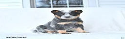 Australian Cattle Dog dogs for sale: Dasher - Ad 2