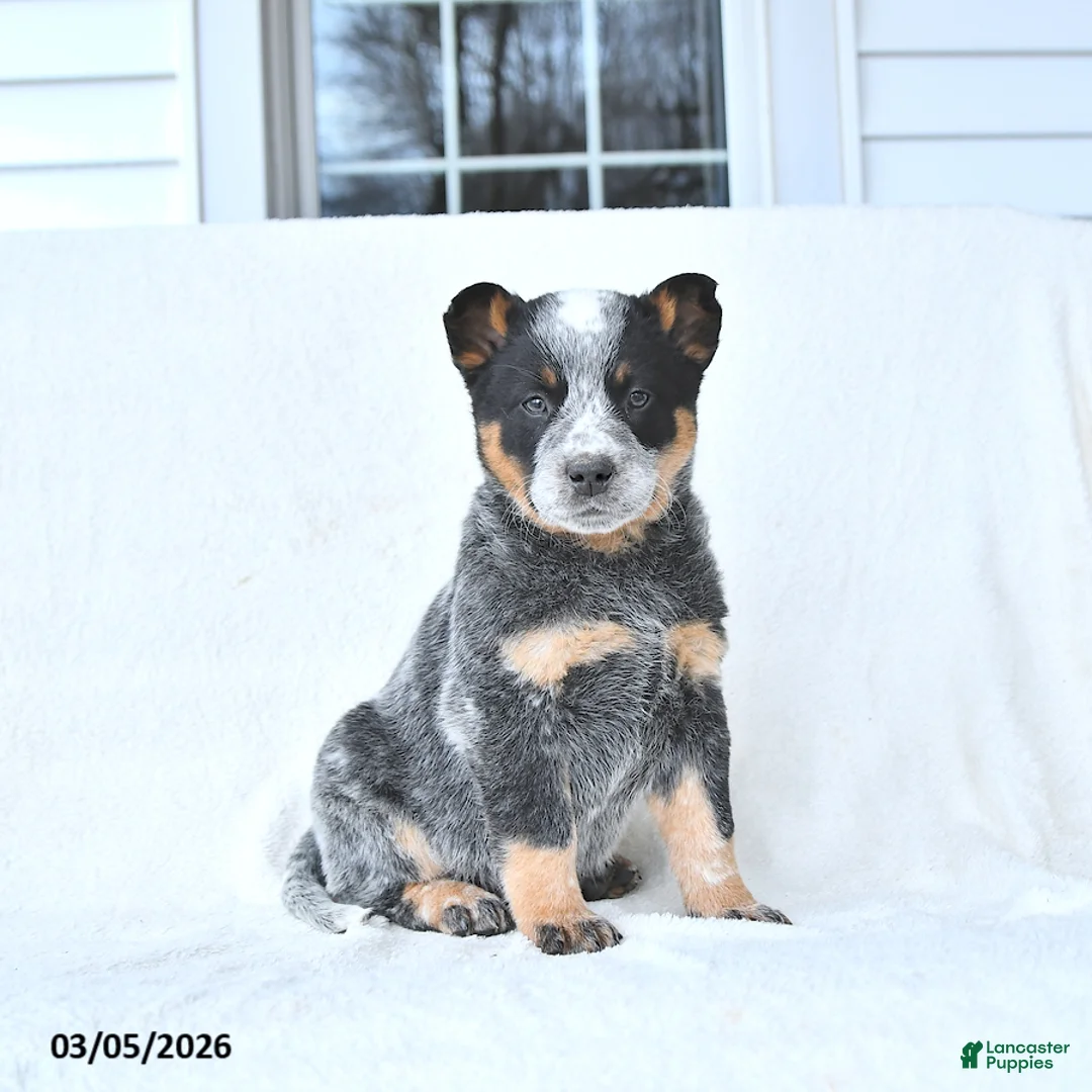 Australian Cattle Dog dogs for sale: Dasher - Ad 2