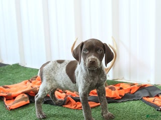 German Shorthaired Pointer dogs - Ad 19