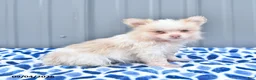 Pomeranian dogs for sale: Daisy - Ad 2