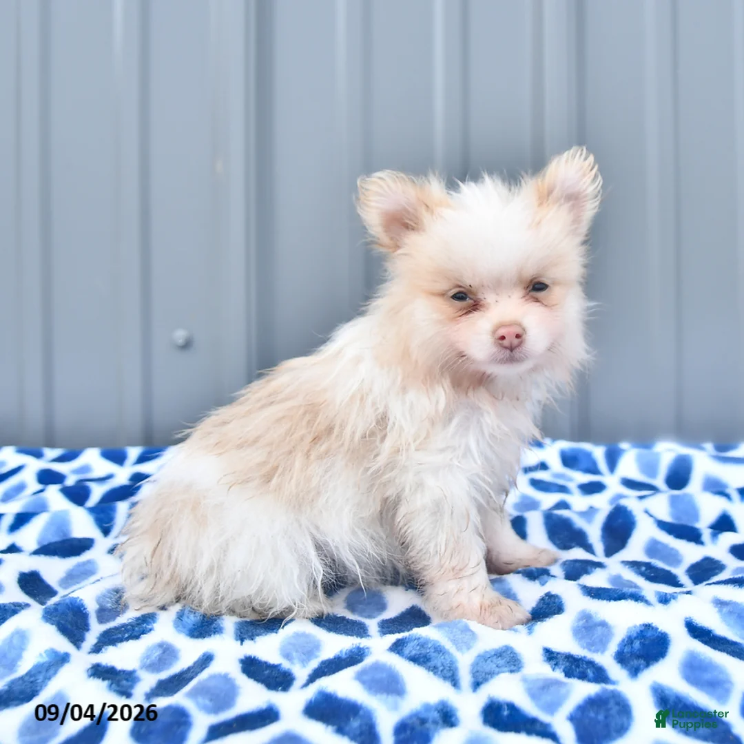 Pomeranian dogs for sale: Daisy - Ad 2