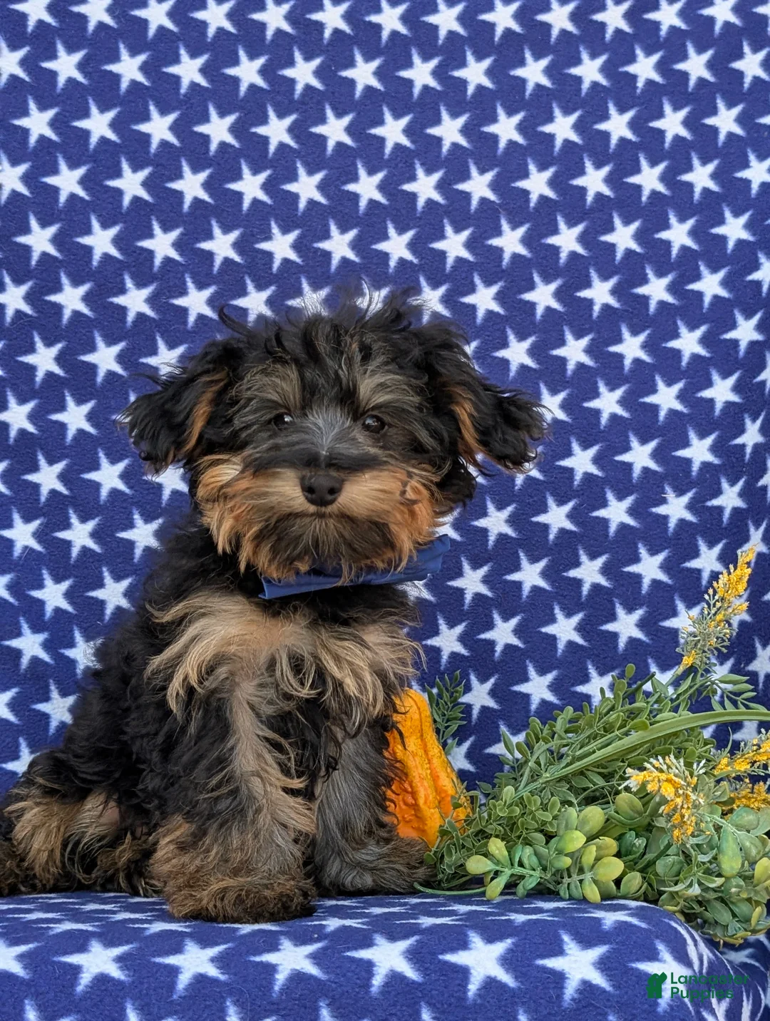 Yorkiepoo dogs for sale: Connor 6 lbs Full Growm - Ad 2