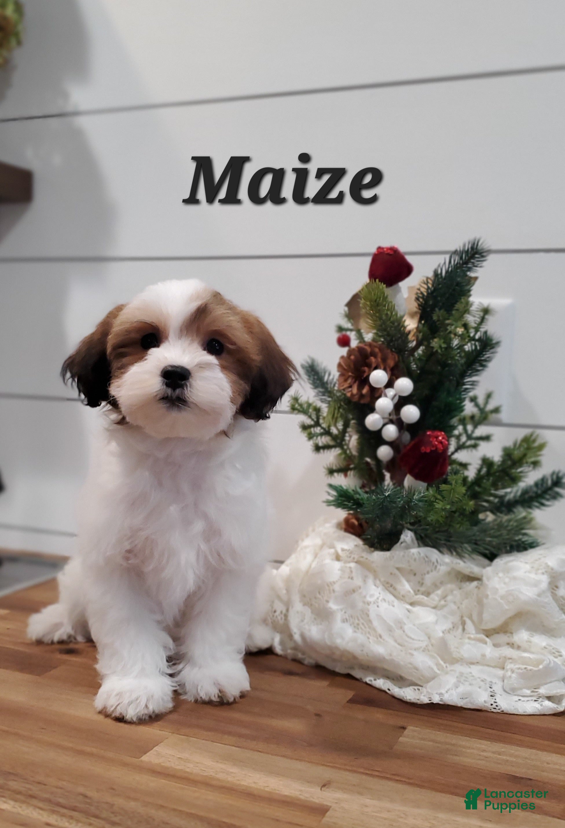 Havapoo dogs Maize - Ad 1