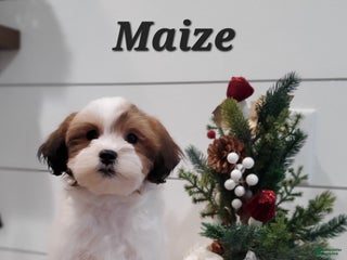 Havapoo dogs Maize - Ad 15