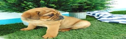 Mixed Breed dogs for sale: Sadie - Ad 4