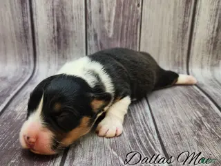 Welsh Corgi Pembroke dogs Dallas Mae - Ad 20