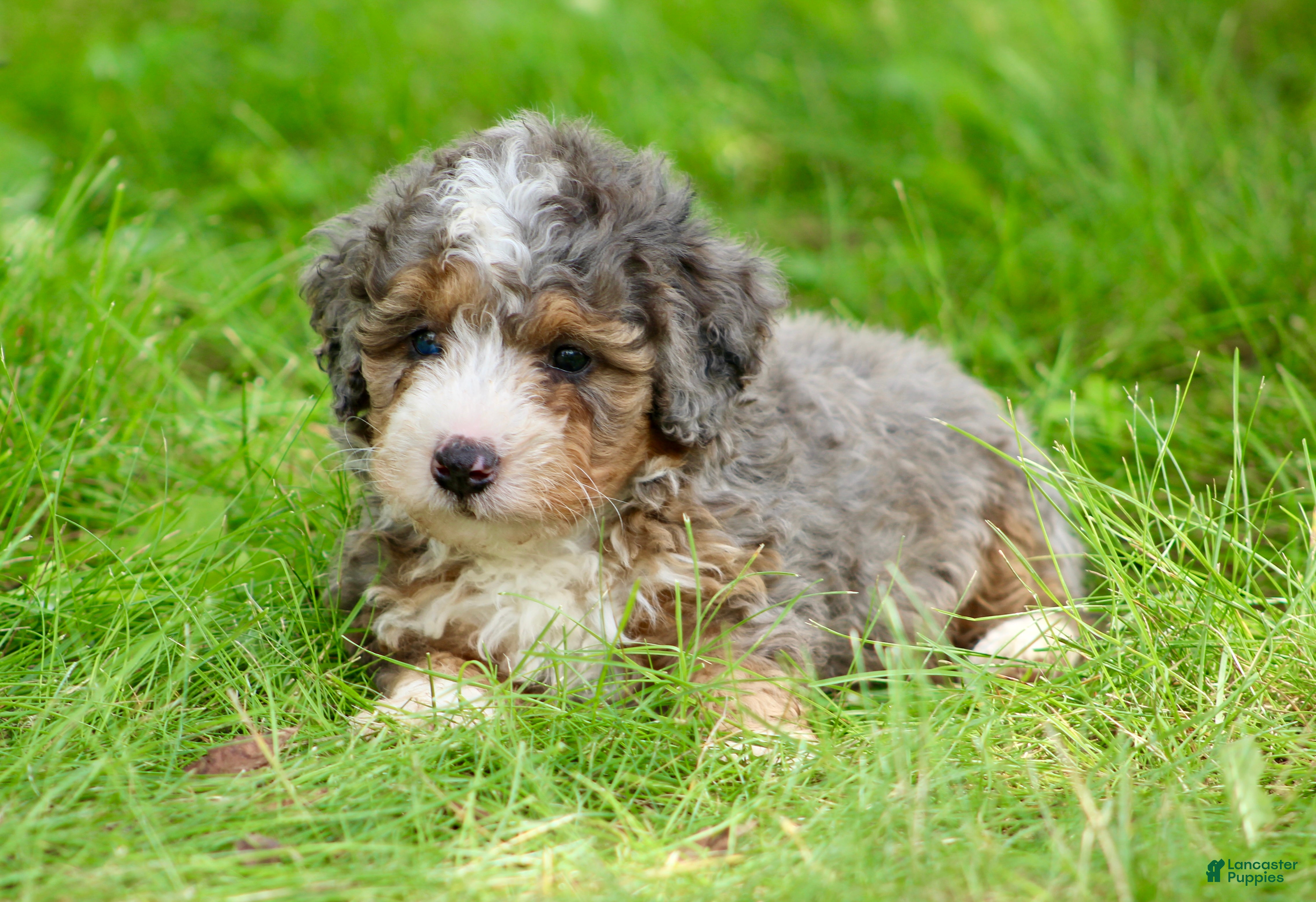 Mini Bernedoodle dogs Simba  - Ad 2