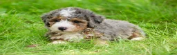 Mini Bernedoodle dogs for sale: Simba  - Ad 2