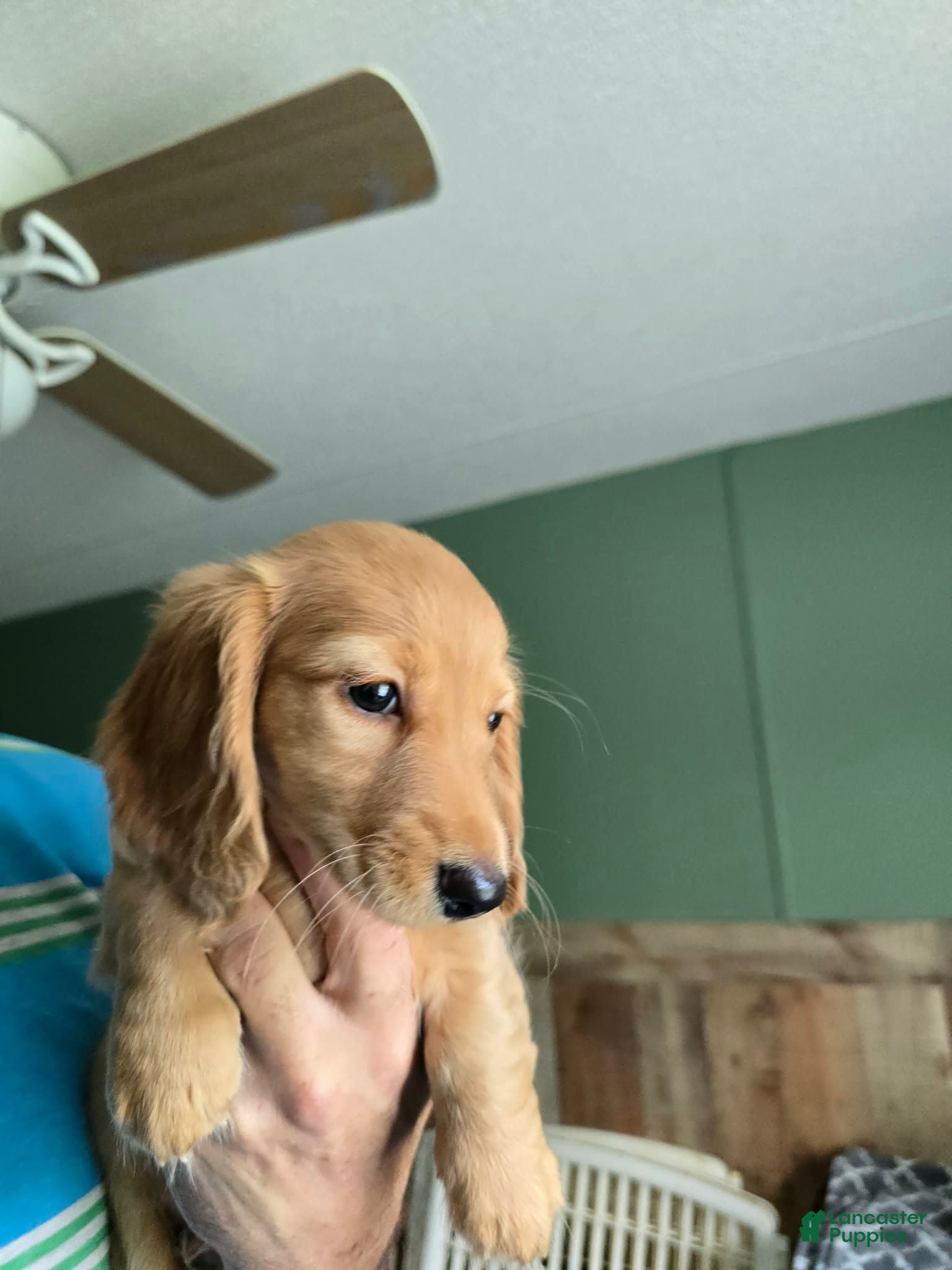 Miniature Dachshund dogs Akc  girl genetics on parents  - Ad 2