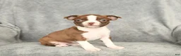 Boston Terrier dogs for sale: Daffodil - Ad 4