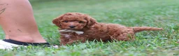 Cavapoo dogs for sale: Jordan - Ad 3