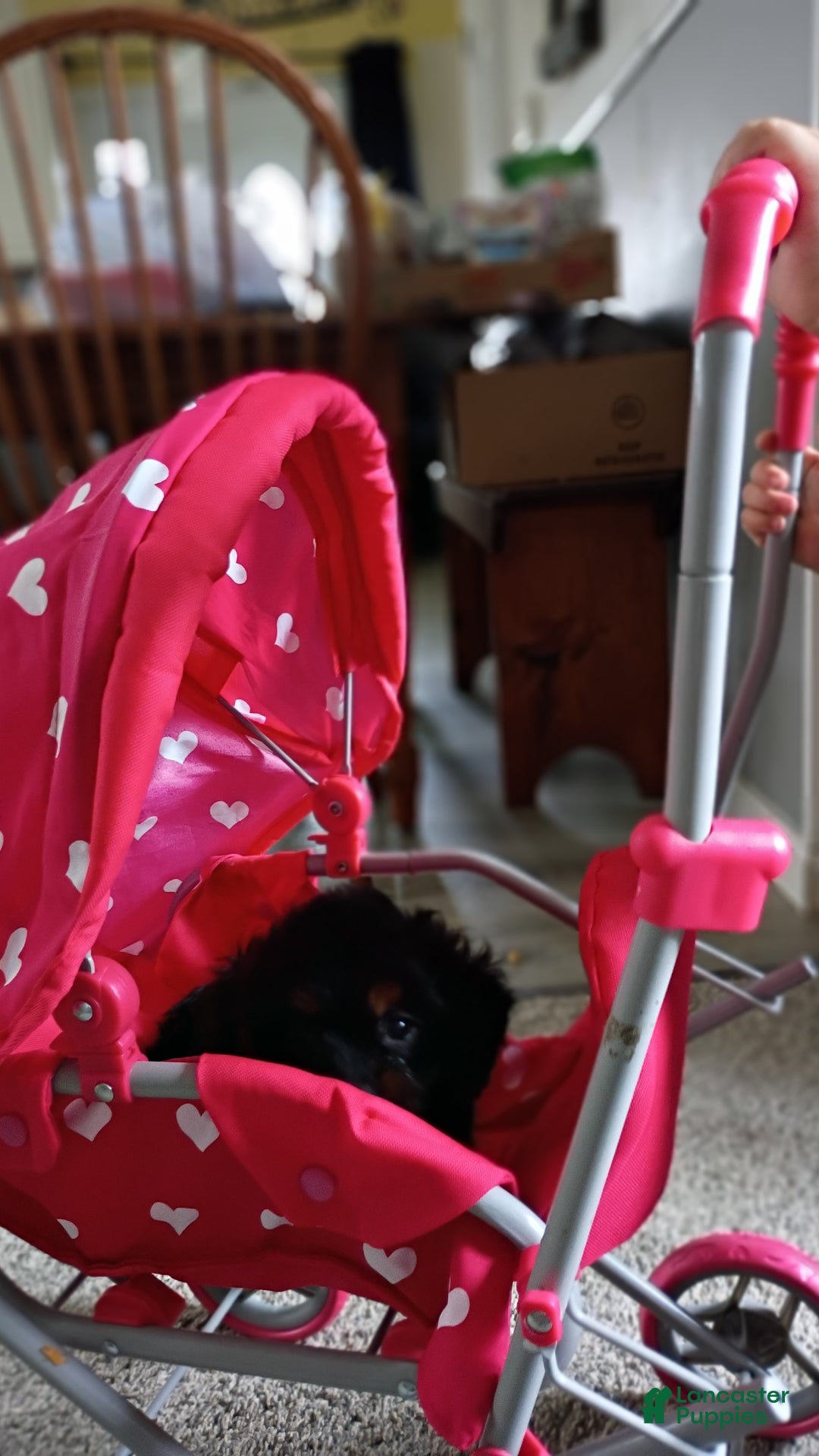 Cavapoo dogs for sale: Sasha - Ad 47