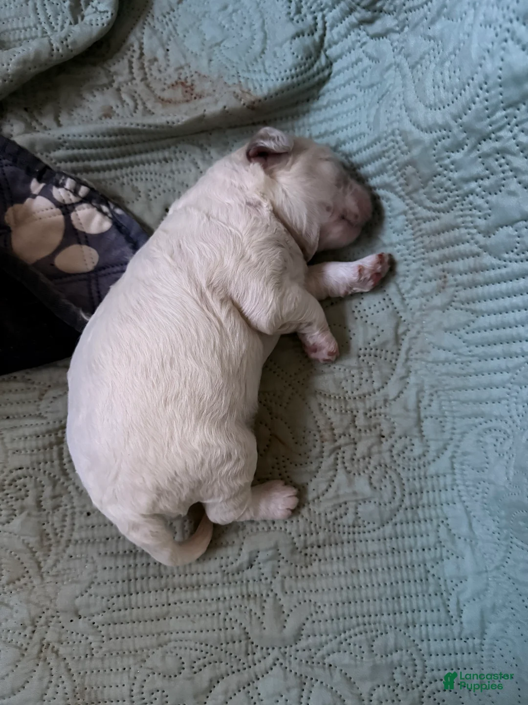 Mixed Breed dogs for sale: Remus - Ad 1