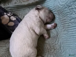 Mixed Breed dogs Remus - Ad 23