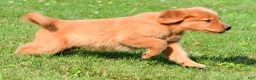 Golden Retriever dogs for sale: Charlie - Ad 6