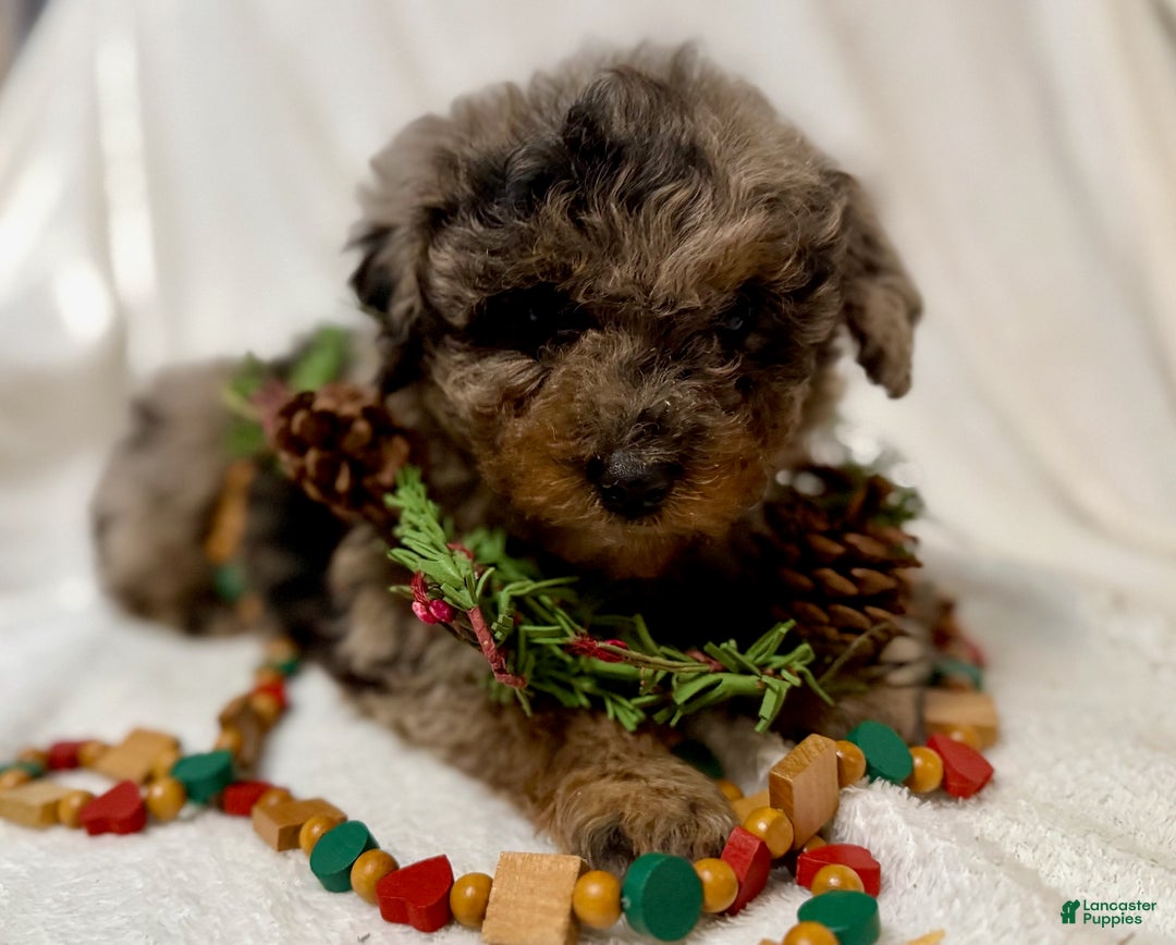 Mini Aussiedoodle dogs for sale: Skywalker - Ad 2