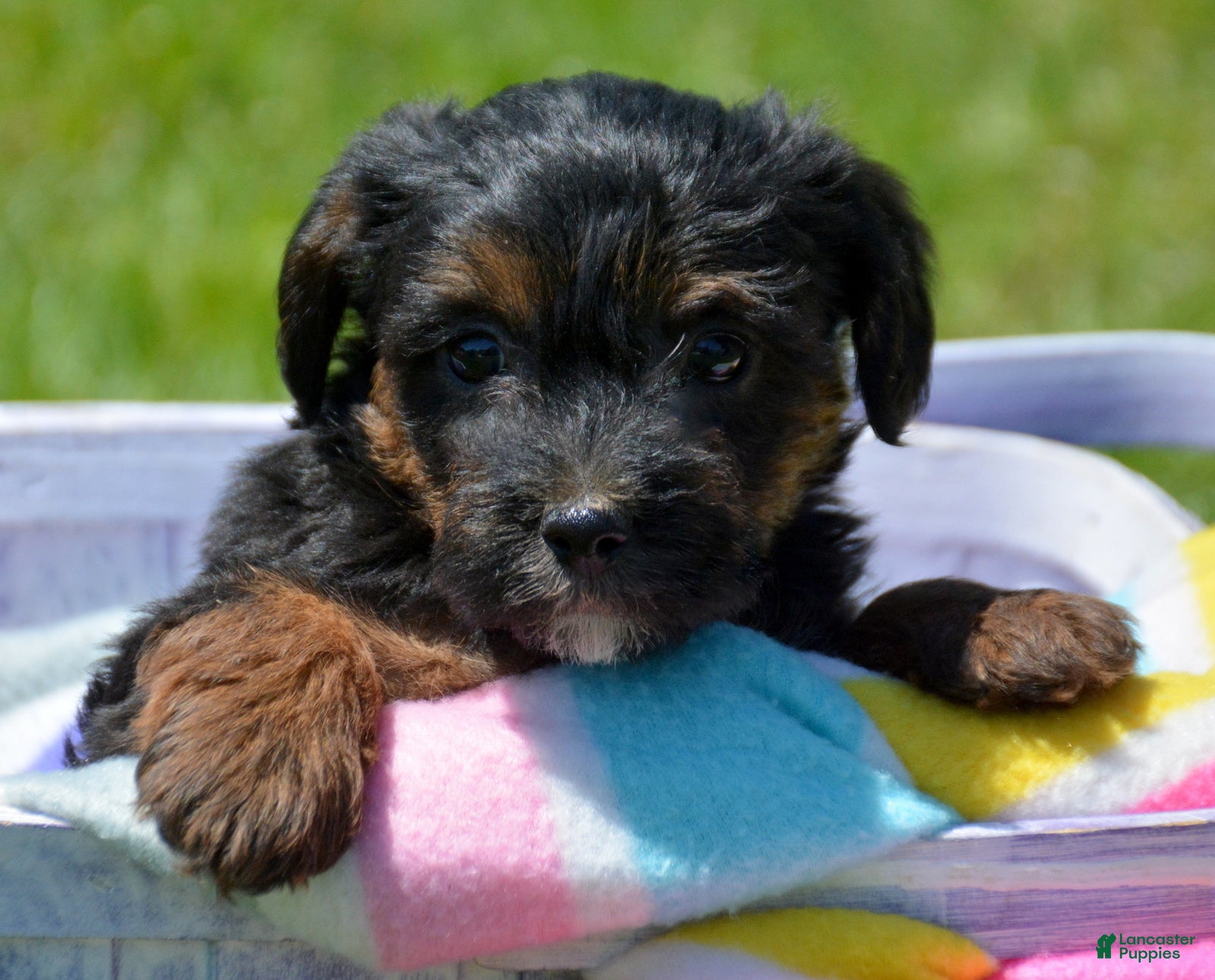 Yorkiepoo dogs Yorkiepoo Patrick - Ad 35