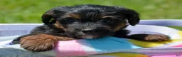Yorkiepoo dogs for sale: Yorkiepoo Patrick - Ad 3
