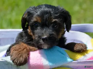 Yorkiepoo dogs Yorkiepoo Patrick - Ad 35
